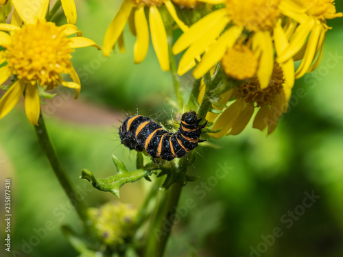 Cinnabar Moth Caterpillar On A Yellow Flower © johnp33