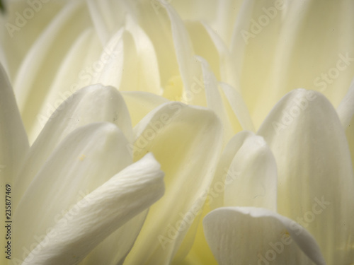 Chrysanthemum Close Up