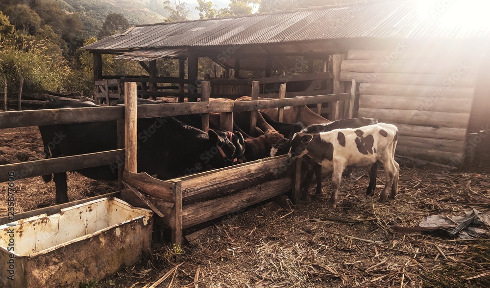 cow in stable cow in stable