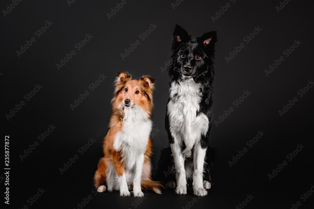 Shetland Sheepdog and Border Collie dog sitting together on a black background in the studio