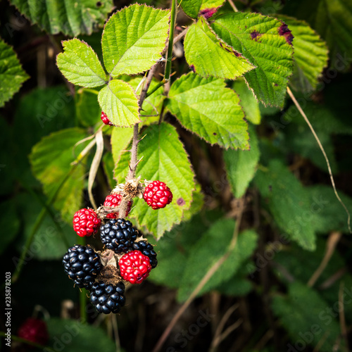 Blackberries Ripening On The Bush