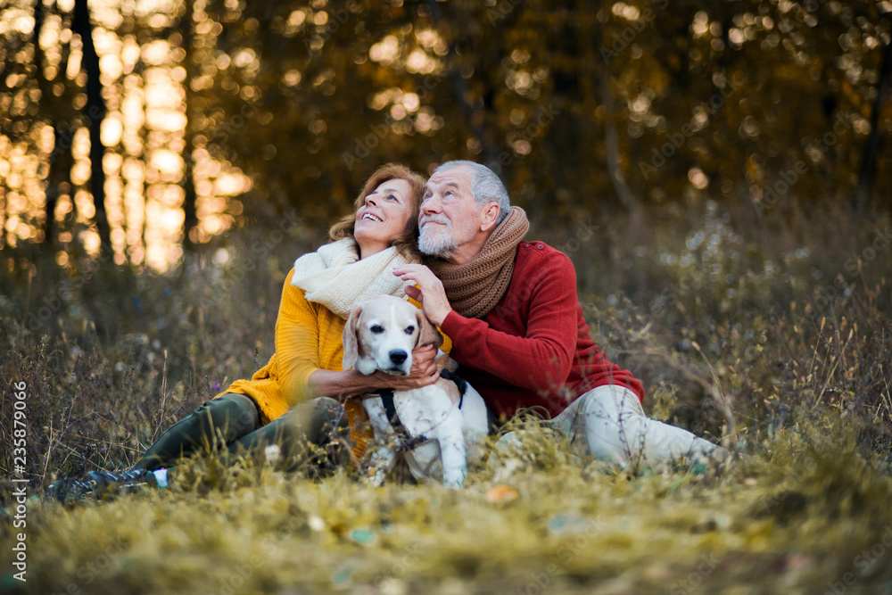 A senior couple with a dog in an autumn nature at sunset. A senior couple with a dog in an autumn nature at sunset.