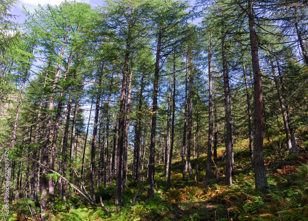 Sunbeams penetrate the fir and larch woods in the alpine valleys. Sunbeams penetrate the fir and larch woods in the alpine valleys.
