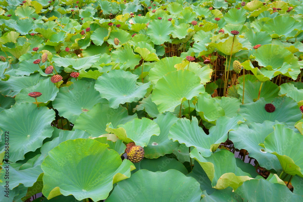 lotus pond. large green leaves and lotus seeds lotus pond. large green leaves and lotus seeds