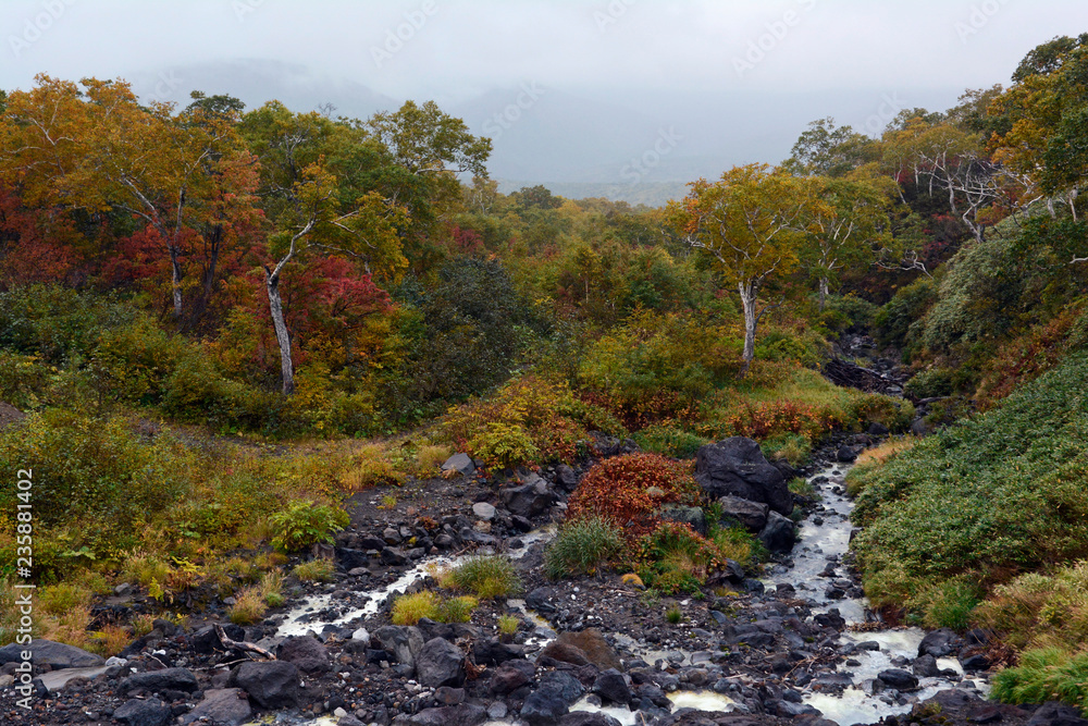 Autumn forest, Iturup island, Kuril islands, Russia Autumn forest, Iturup island, Kuril islands, Russia