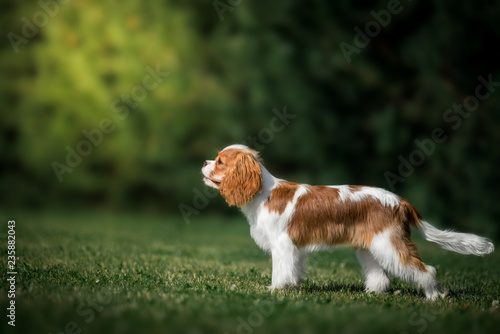 Obraz na płótnie cavalier king charles spaniel