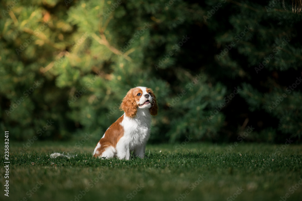cavalier king charles spaniel cavalier king charles spaniel