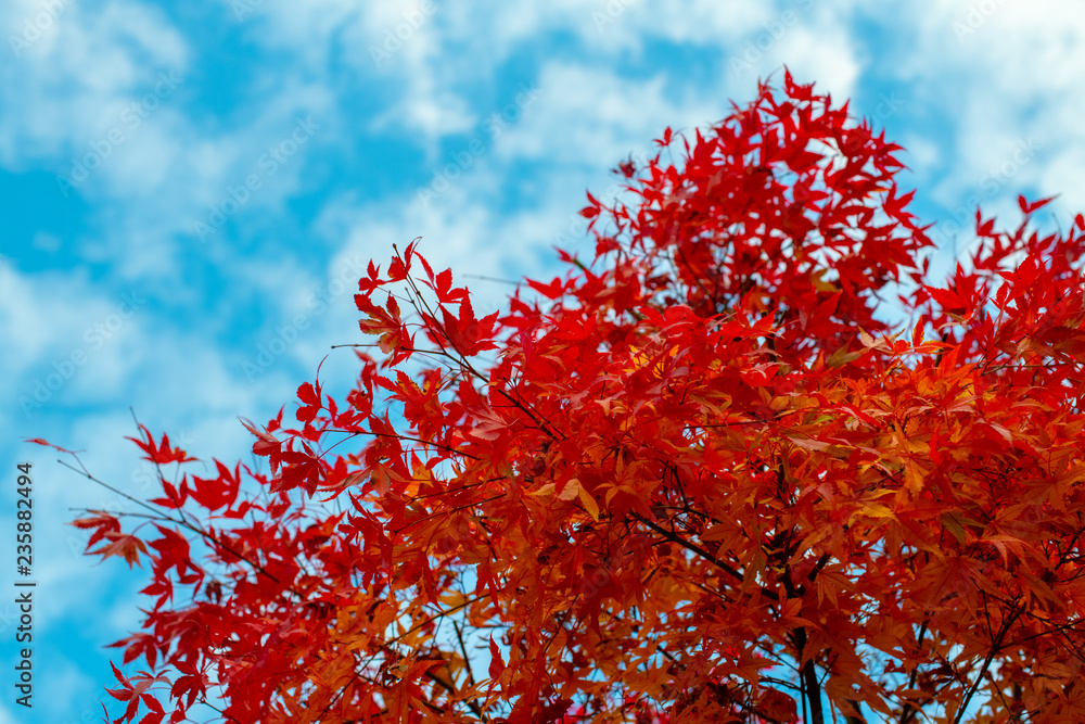 紅葉と秋の空