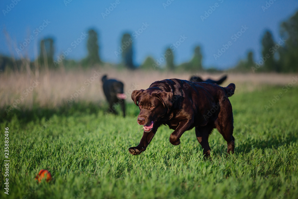 Labrador Retriever Dog running on the field