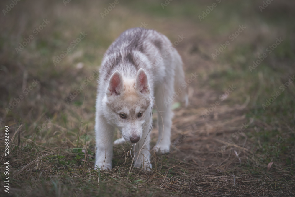 Obraz premium Husky puppy at the forest