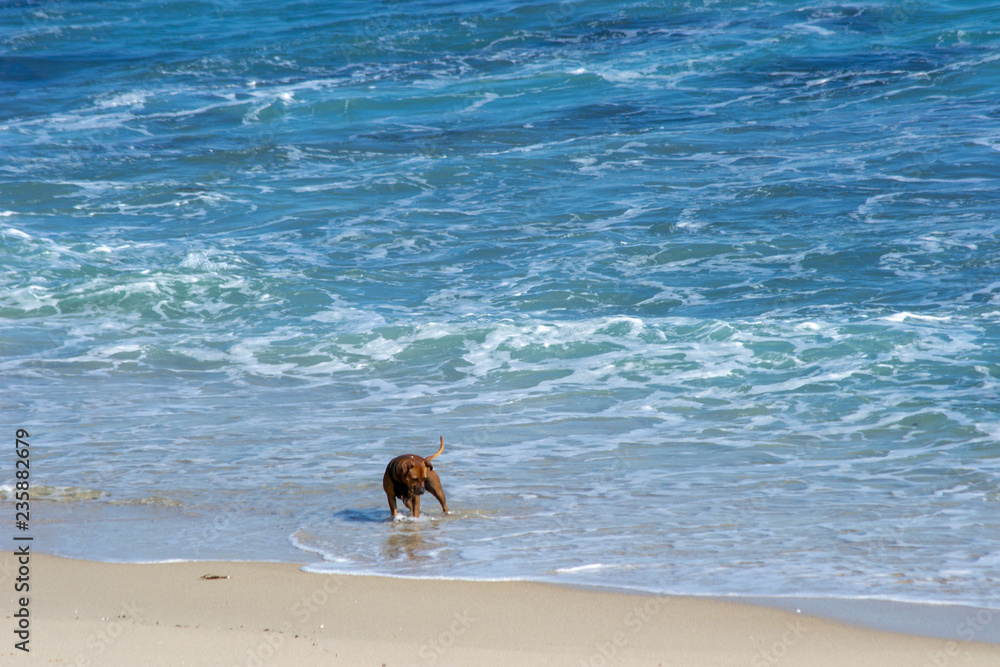 Dog playing on the beach with the waves Dog playing on the beach with the waves