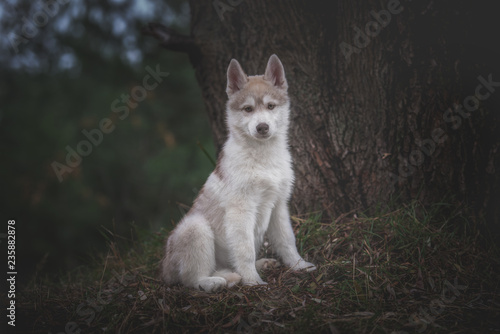 Husky puppy at the forest