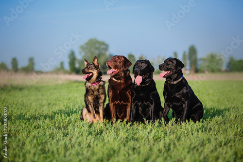 Four dogs sit together on the grass. Three labrador retrievers and a mixed breed dog on the field