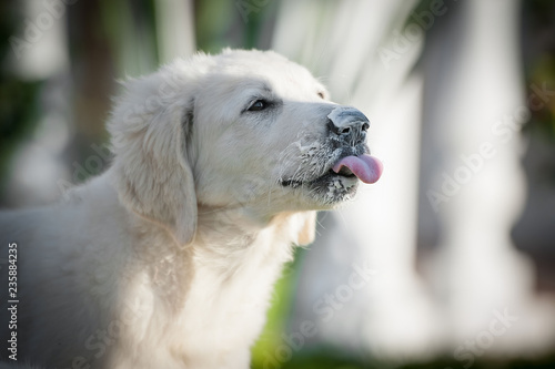 Fototapeta Naklejka Na Ścianę i Meble -  White fluffy puppy tongues