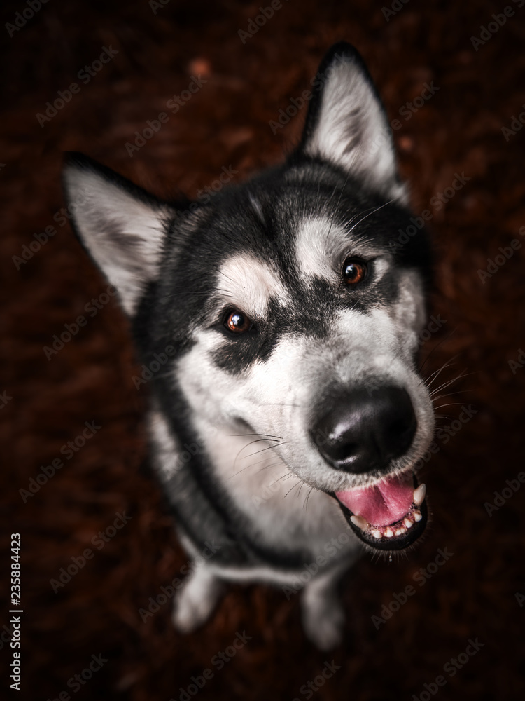 Obraz premium Autumn Malamut dog