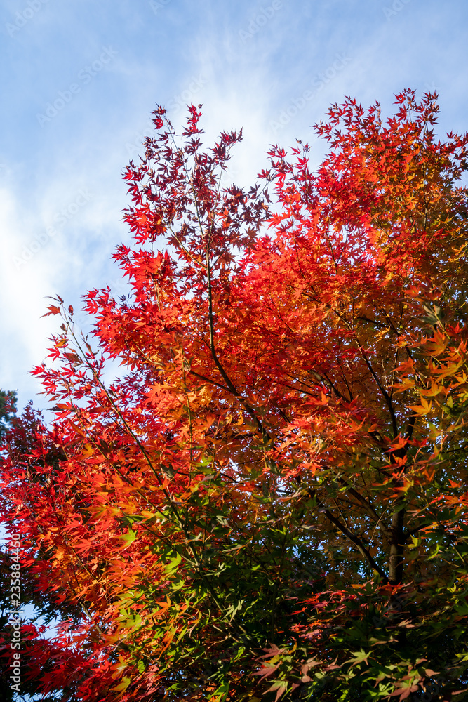 Beautiful red maple leaves in autumn sunny day, blue sky, close up, copy space, macro Beautiful red maple leaves in autumn sunny day, blue sky, close up, copy space, macro