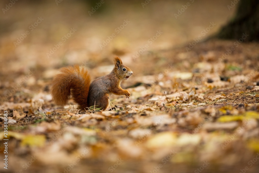 Squirrel. The squirrel was photographed in the Czech Republic. Squirrel is a medium-sized rodent. Inhabiting a wide territory ranging from Western Europe to Eastern Asia. Free nature. Beautiful pictur Squirrel. The squirrel was photographed in the Czech Republic. Squirrel is a medium-sized rodent. Inhabiting a wide territory ranging from Western Europe to Eastern Asia. Free nature. Beautiful pictur