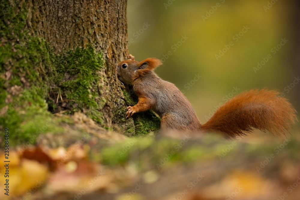 Squirrel. The squirrel was photographed in the Czech Republic. Squirrel is a medium-sized rodent. Inhabiting a wide territory ranging from Western Europe to Eastern Asia. Free nature. Beautiful pictur Squirrel. The squirrel was photographed in the Czech Republic. Squirrel is a medium-sized rodent. Inhabiting a wide territory ranging from Western Europe to Eastern Asia. Free nature. Beautiful pictur