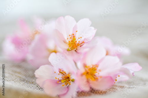 桜の花 © 賢一 坂口