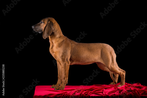 Fotografie Hanover hound studio