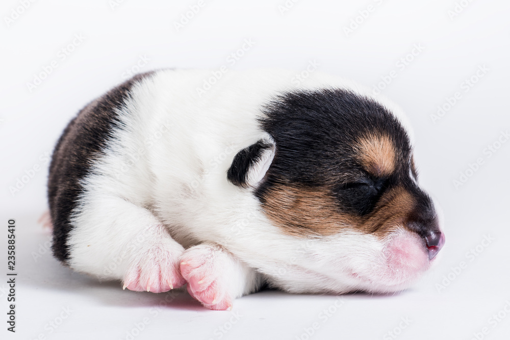 Welsh corgi puppy Welsh corgi puppy