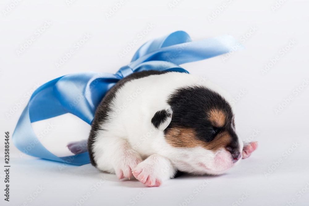 Welsh corgi puppy