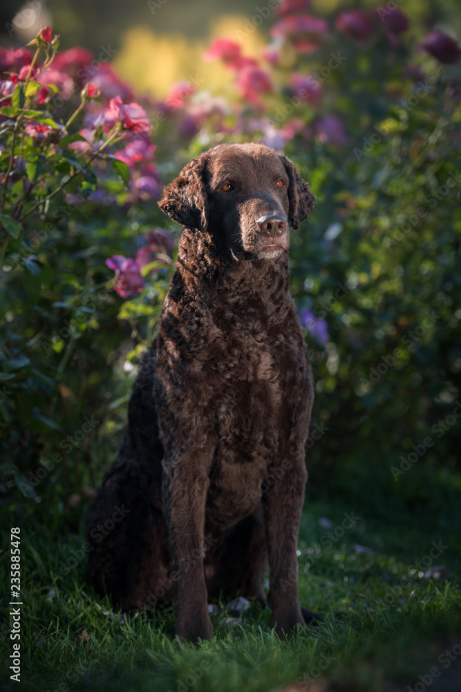 Curly-coated retriever