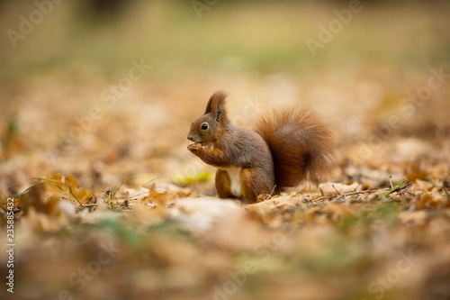 Squirrel. The squirrel was photographed in the Czech Republic. Squirrel is a medium-sized rodent. Inhabiting a wide territory ranging from Western Europe to Eastern Asia. Free nature. Beautiful pictur