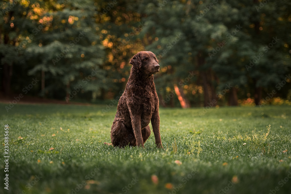 Curly-coated retriever