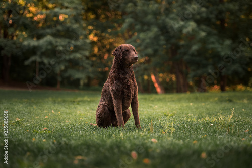 Obraz na płótnie Curly-coated retriever w salonie