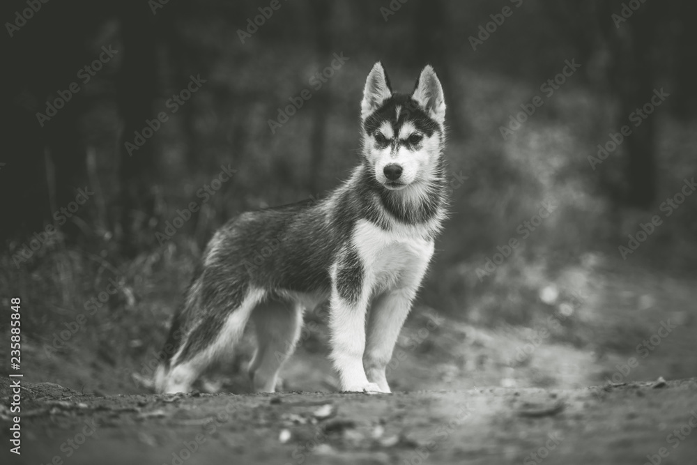 Obraz premium Husky puppy at the walk
