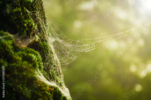 The dew is attached to the spider web. The winter in Chiang Rai, Thailand.