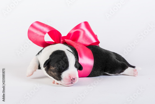 Welsh corgi puppy