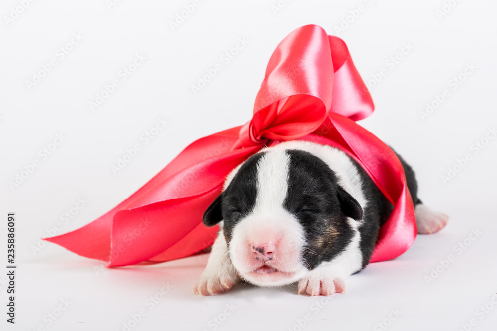 Welsh corgi puppy