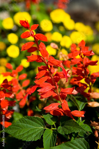Beautiful flowers of red color are photographed close up.