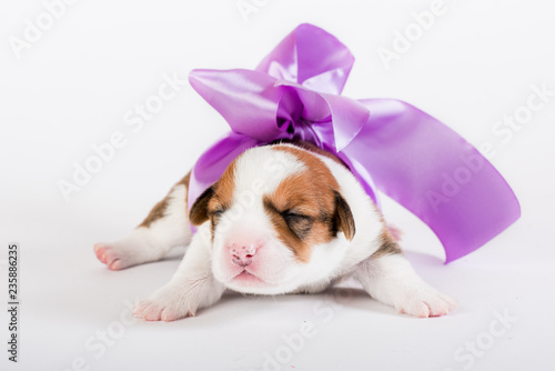 Obraz na płótnie Welsh corgi puppy w salonie