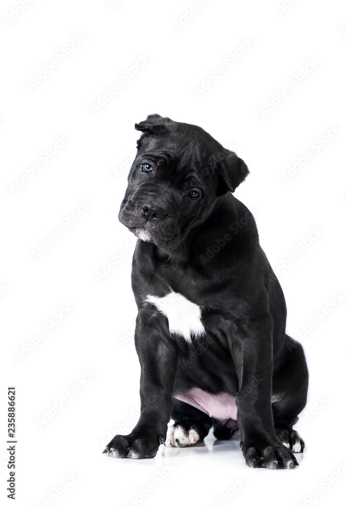 Cane Corso puppy studio