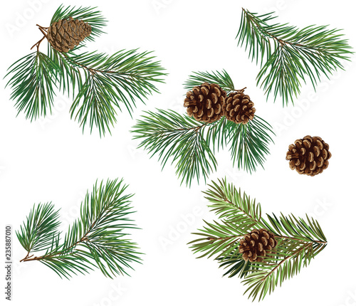 Vector collection branches of Christmas tree with pine cone