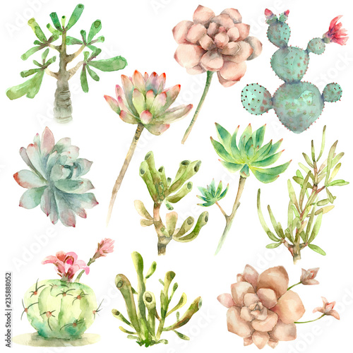 succulents in watercolor