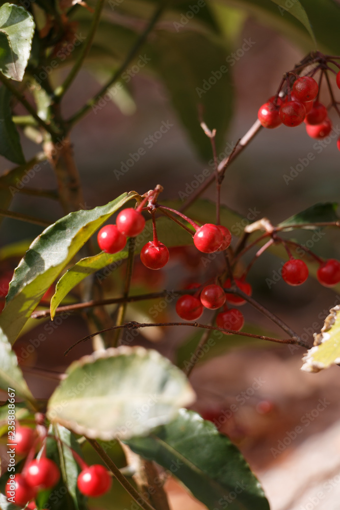 Obraz premium 赤い実