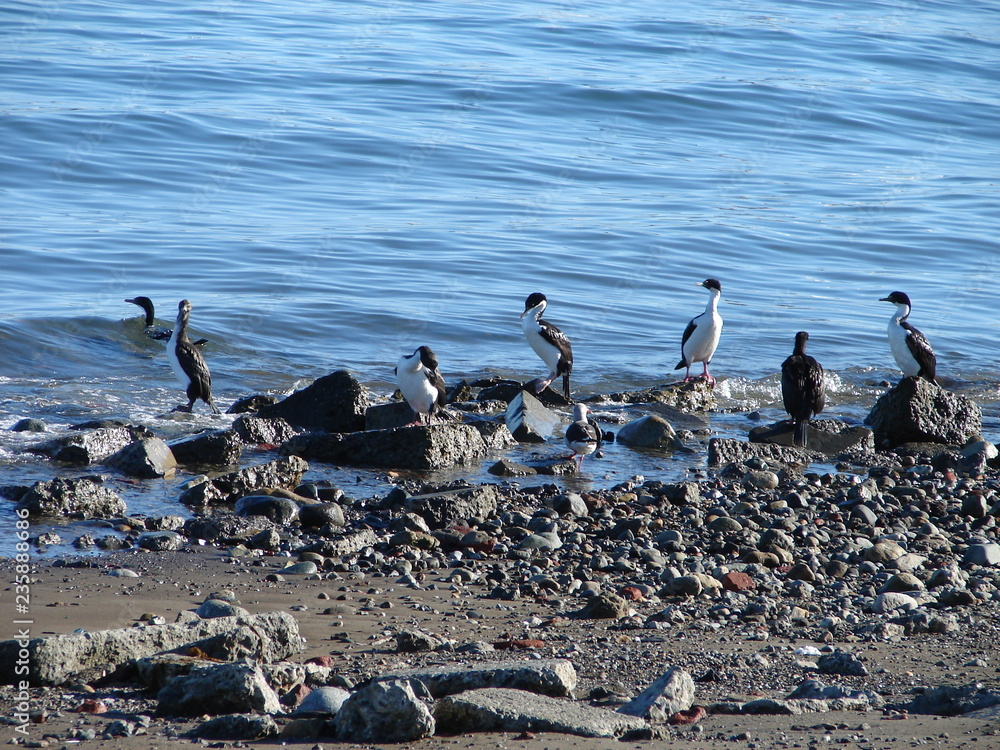 Fototapeta premium Pájaros en el Muelle