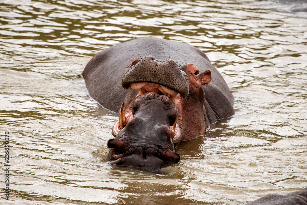 Fototapeta premium Flusspferd spielt mit Jungtier
