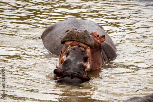 Flusspferd spielt mit Jungtier