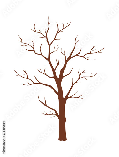  Winter tree. A tree without leaves.