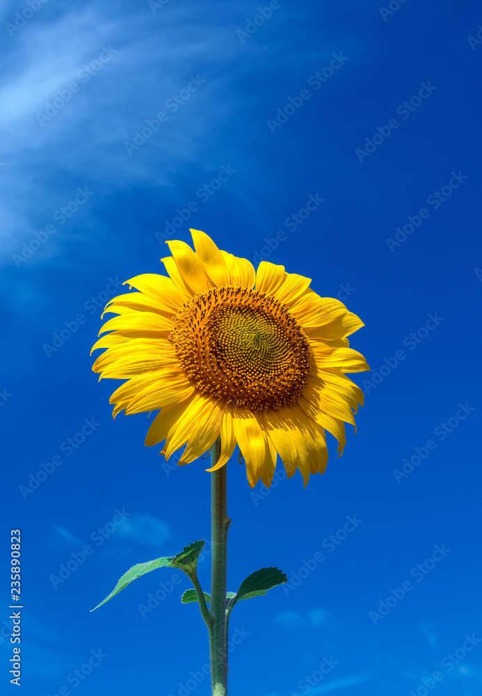 sunflower summer flower close-up, against a background of clouds. sunflower summer flower close-up, against a background of clouds.