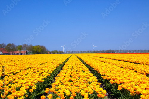 Field with rows of neatly placed yellow tulips on a beautiful day in spring.
