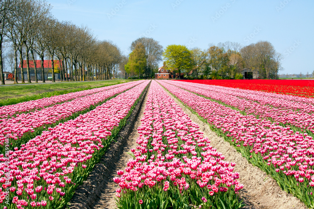 Field with rows of neatly placed pink red tulips on a beautiful day in spring.