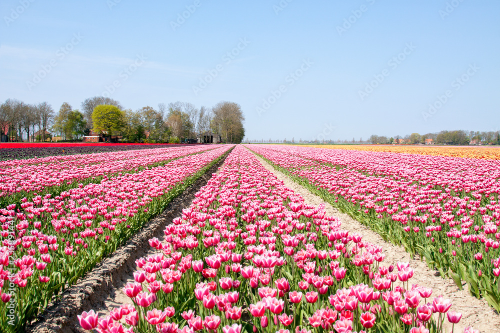 Field with rows of neatly placed pink red tulips on a beautiful day in spring.