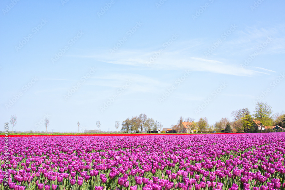 Field with rows of neatly placed tulips on a beautiful day in spring.
