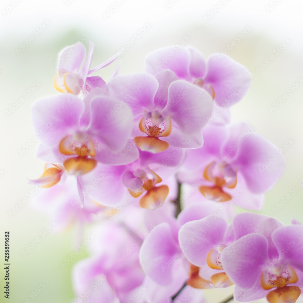 Close up of pink orchids. Close up of pink orchids.